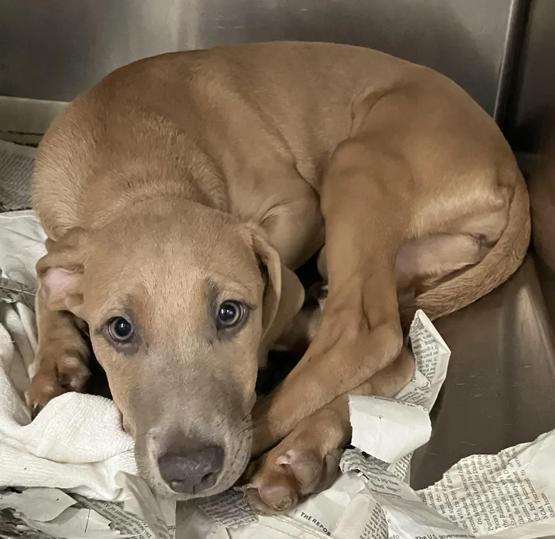 A baby medium-sized female Yellow / Tan / Blond / Fawn Mixed Breed dog named Rosie for adoption in Parma, OH