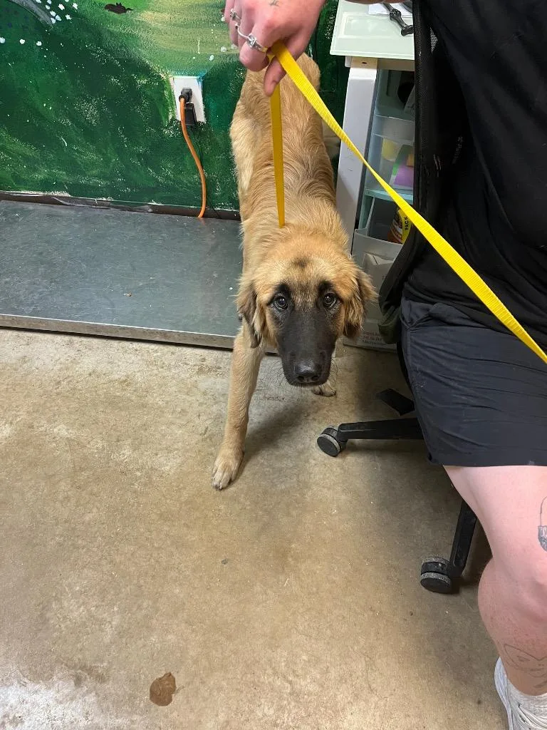 A baby medium-sized female Anatolian Shepherd dog named Jasmine for adoption in New Braunfels, TX