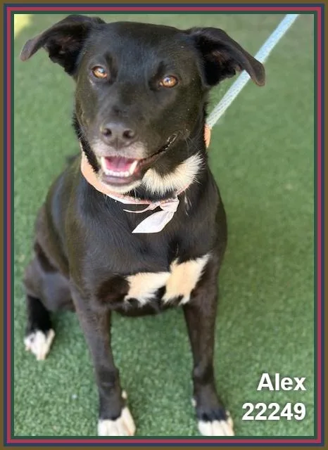 Alex