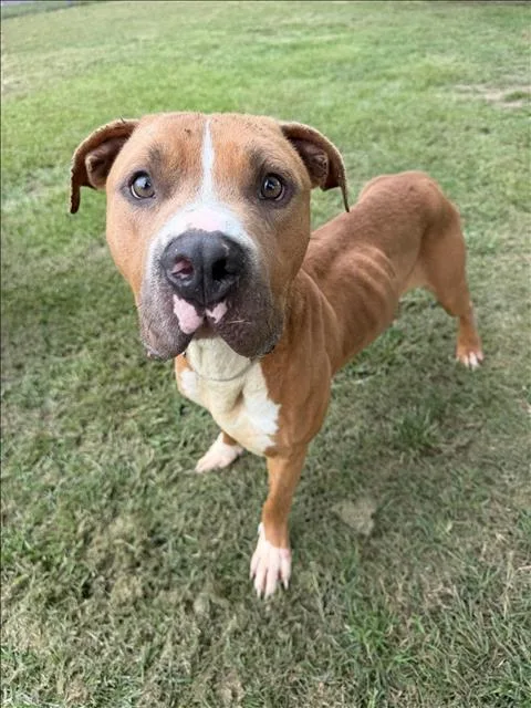 An adult medium-sized male Pit Bull Terrier dog named Thor for adoption in Conroe, TX