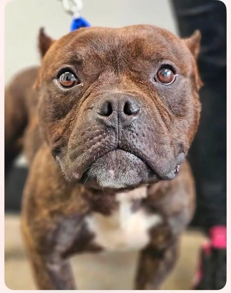 An adult medium-sized male Mixed Breed dog named Jose Cuervo for adoption in Milton, DE