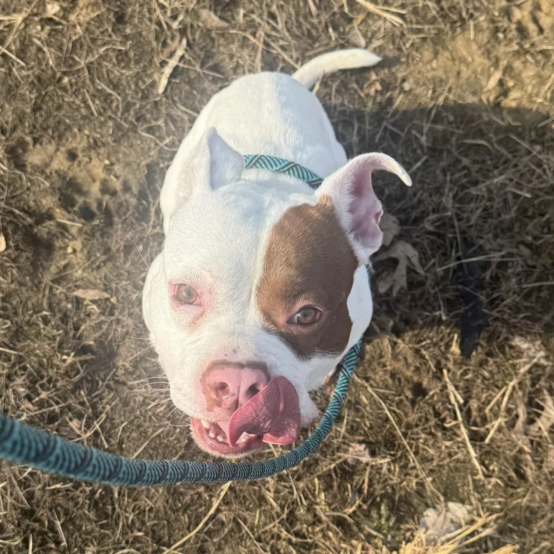 An adult medium-sized female White / Cream Pit Bull Terrier dog named Delilah for adoption in Stafford, VA