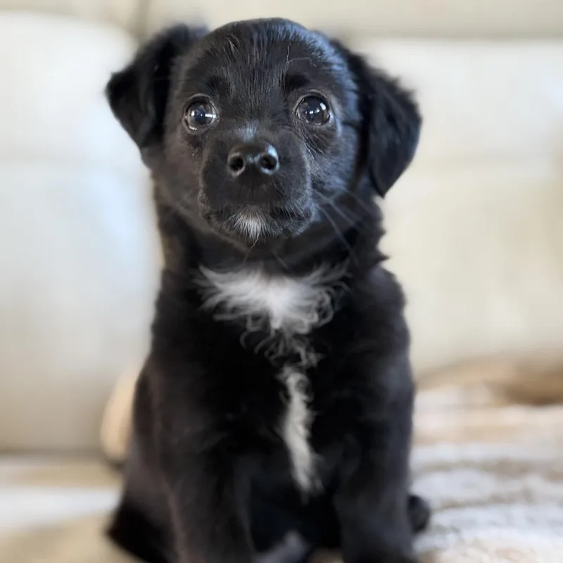 A baby small-sized male Black Yorkshire Terrier dog named Gordon Ramsey for adoption in Riverside, CA