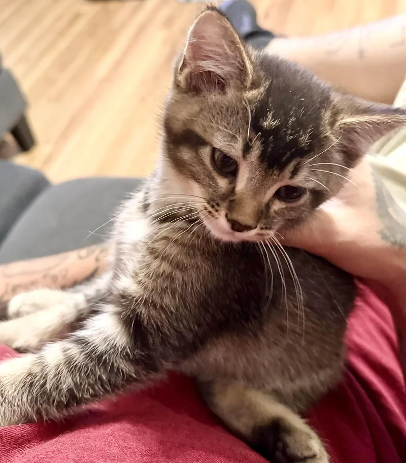 A baby medium-sized male Tabby (Buff / Tan / Fawn) Domestic Short Hair cat named Reggie for adoption in Pocatello, ID