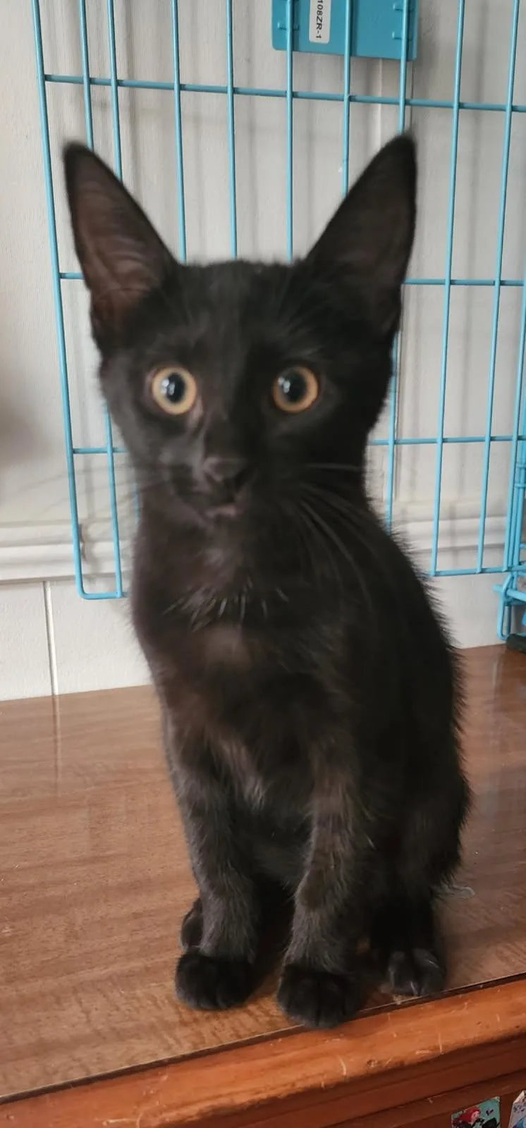 A baby medium-sized female Black Domestic Short Hair cat named Cha Cha for adoption in Tampa, FL