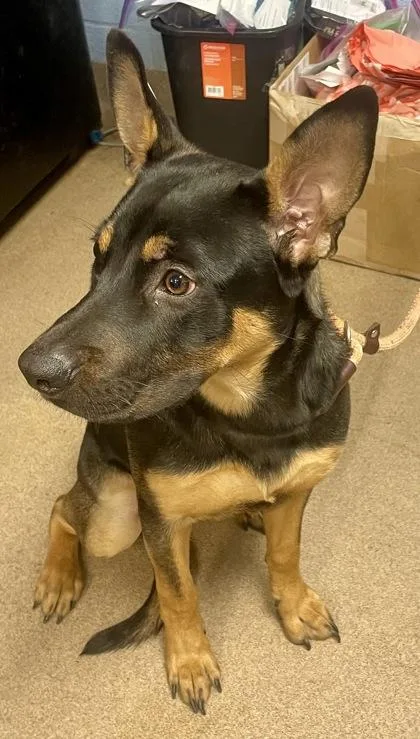 An adult large-sized female Mixed Breed dog named Aloria for adoption in Chamblee, GA