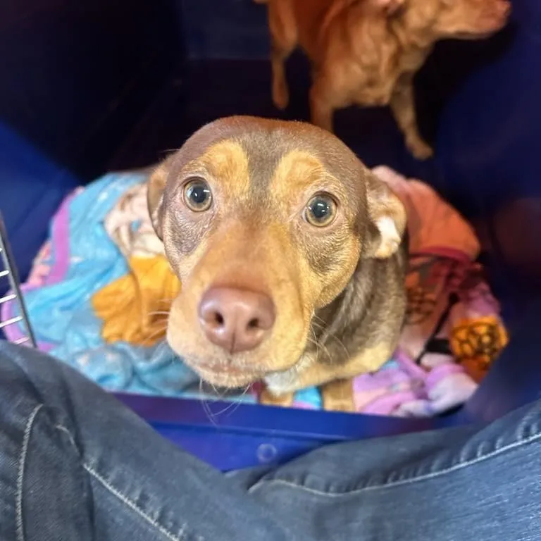 An adult small-sized male Dachshund dog named Hershey for adoption in Marion, IL