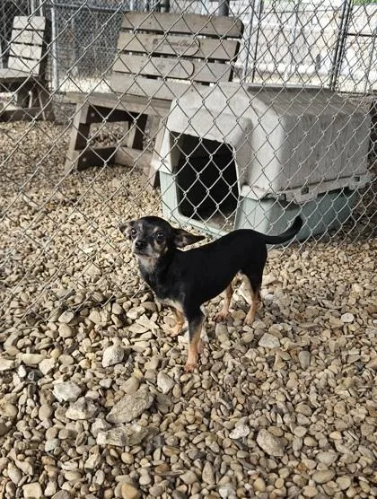 An adult small-sized female Black Chihuahua dog named Priscilla for adoption in Plano, TX