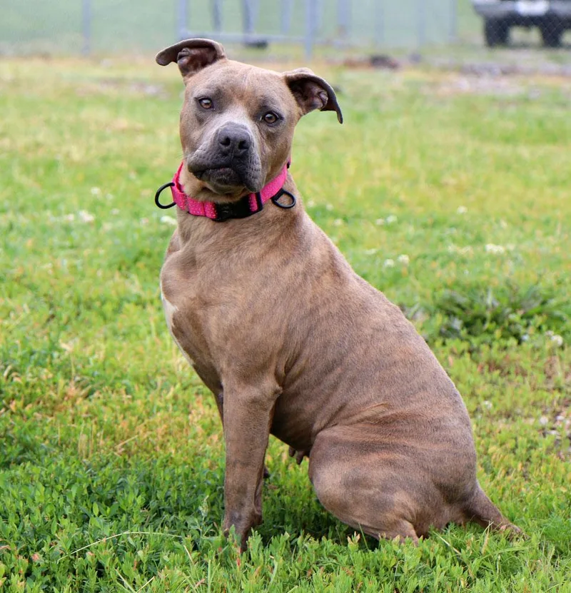 An adult medium-sized female Brindle Pit Bull Terrier dog named Pebbles for adoption in Kansas City, KS