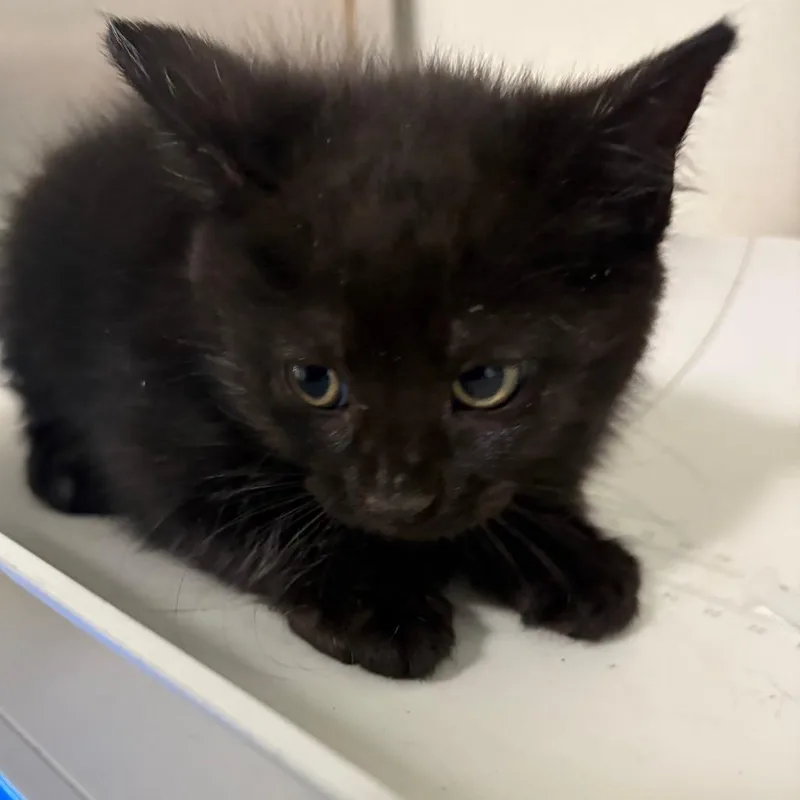 A baby small-sized female Black Domestic Medium Hair cat named Mars for adoption in Tulsa, OK