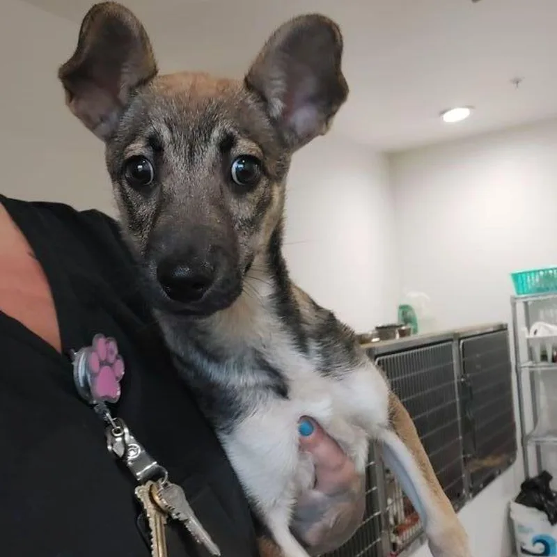 A young medium-sized female Shepherd dog named Portia for adoption in Lake Havasu City, AZ