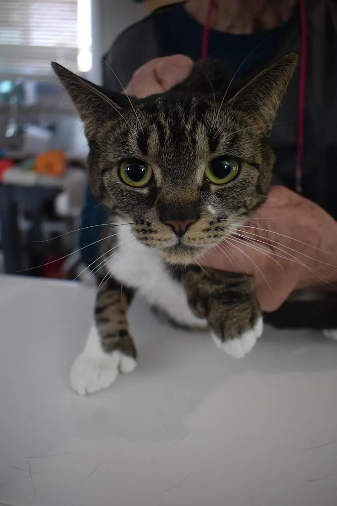 A young medium-sized female Domestic Short Hair cat named Mittens for adoption in Pahrump, NV
