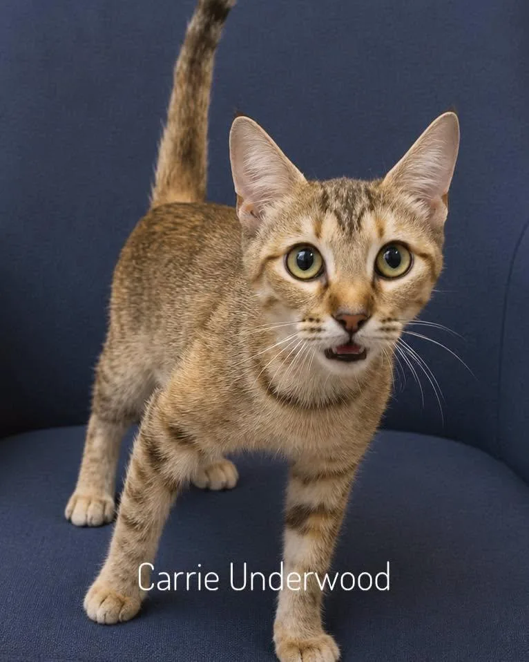 An adult medium-sized female Tabby (Brown / Chocolate) Domestic Short Hair cat named Carrie Underwood for adoption in Slidell, LA