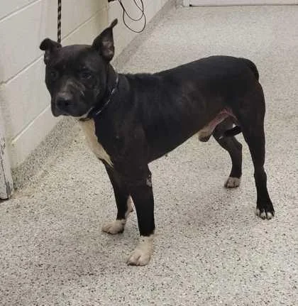 An adult large-sized male Black Pit Bull Terrier dog named Lemmy for adoption in Kansas City, MO