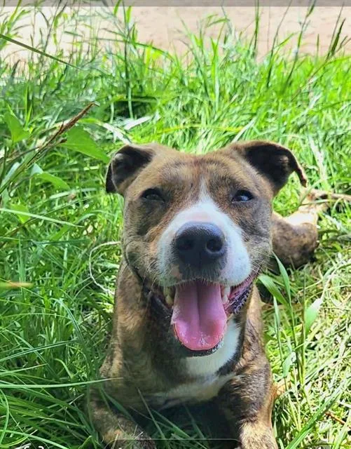 A young medium-sized female Pit Bull Terrier dog named Wendy for adoption in Albuquerque, NM
