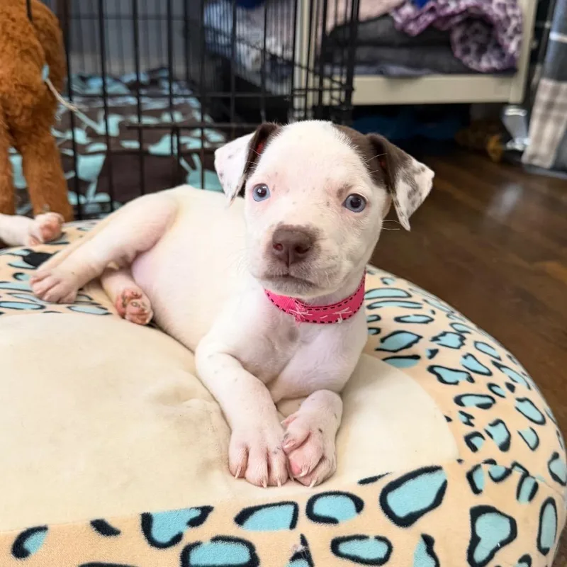 A baby medium-sized female White / Cream Mixed Breed dog named Tiny for adoption in Joliet, IL