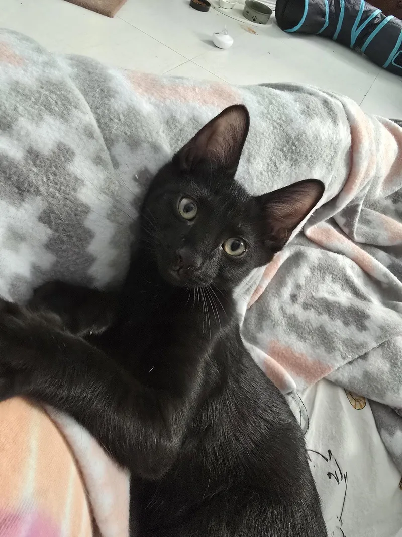 A baby medium-sized male Black Domestic Short Hair cat named Toadstool for adoption in Lighthouse Point, FL