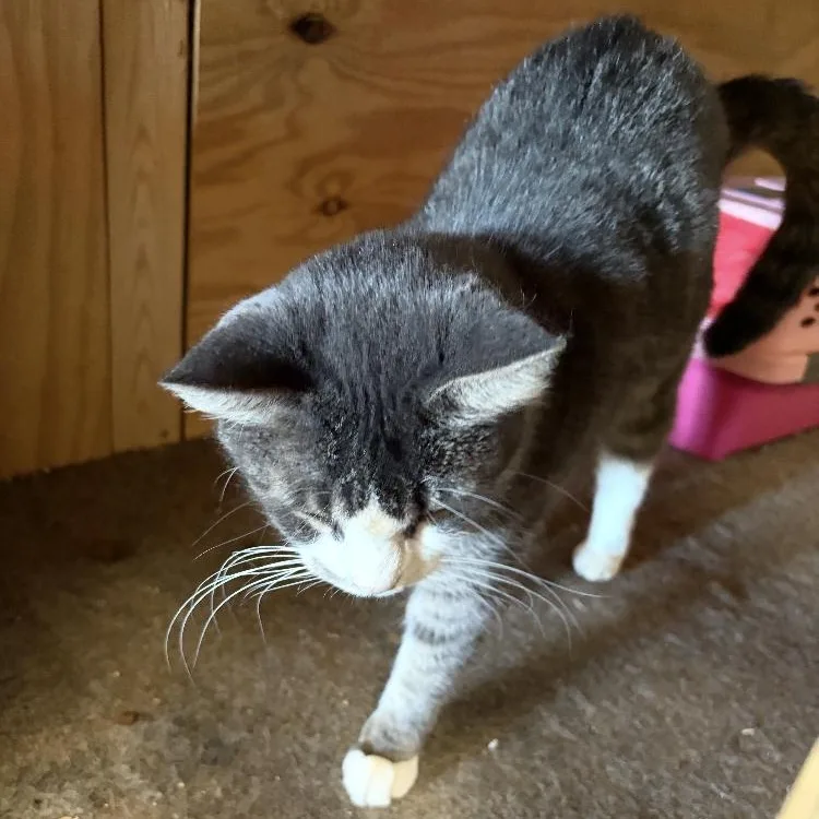 An adult medium-sized female Domestic Short Hair cat named Walter for adoption in Paradise, TX