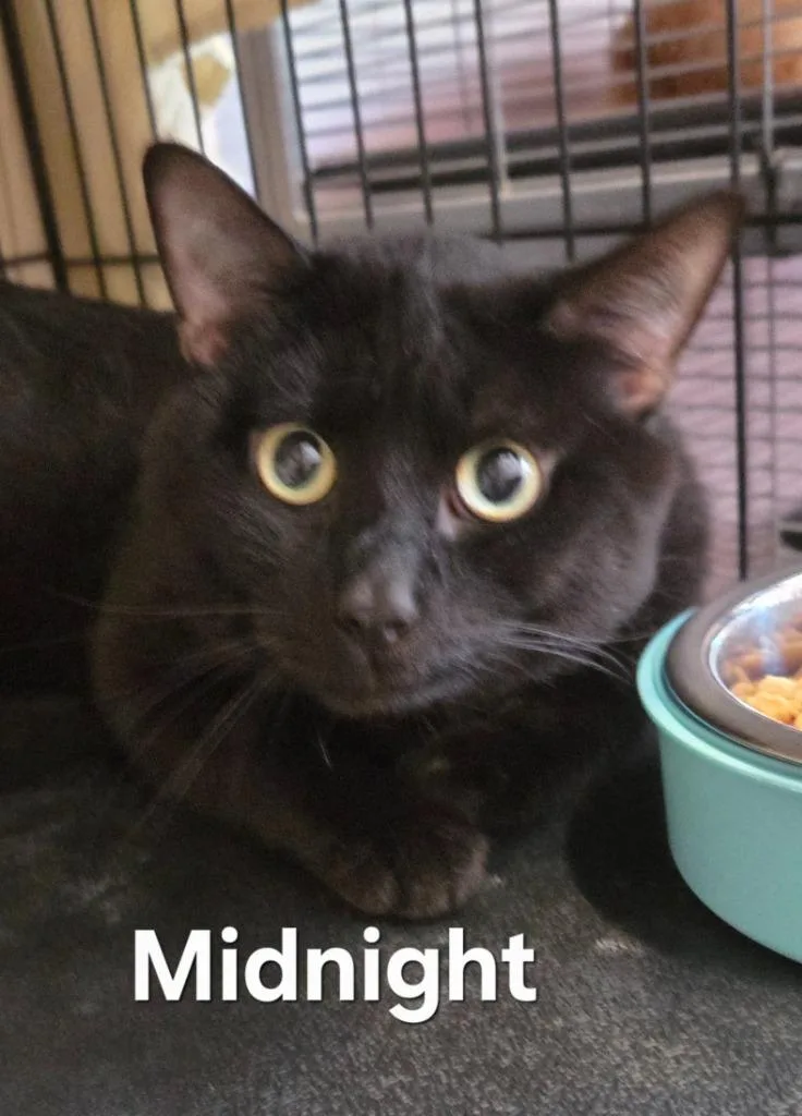 A young small-sized male Domestic Short Hair cat named Midnight for adoption in Rutherfordton, NC
