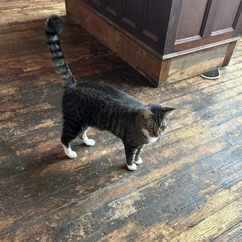 An adult large-sized male Tabby (Brown / Chocolate) Domestic Short Hair cat named Angus for adoption in Springdale, AR