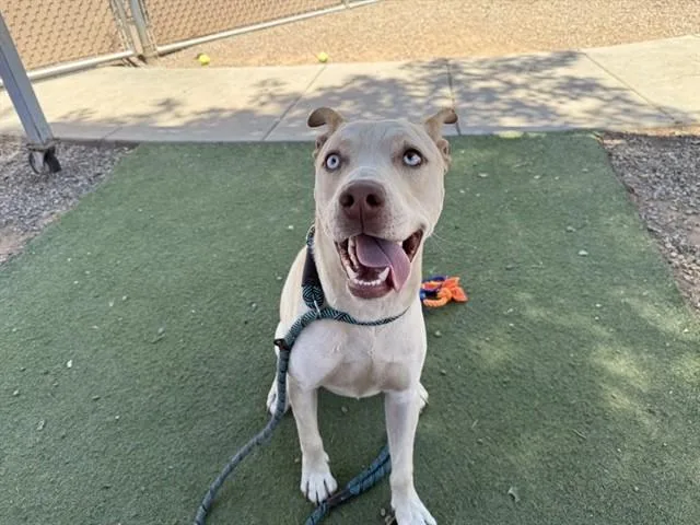 A young large-sized male Pit Bull Terrier dog named Blue Eyes for adoption in Phoenix, AZ