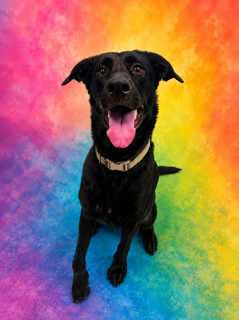 An adult large-sized female Black Labrador Retriever dog named Squirrel for adoption in Gulfport, MS