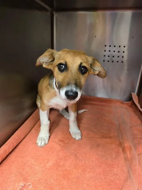 A baby small-sized female Dachshund dog named Vega for adoption in Rancho Cucamonga, CA