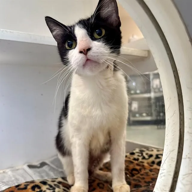 A young medium-sized female Domestic Short Hair cat named Coco for adoption in Riverside, CA