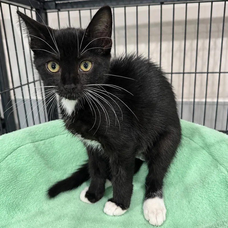 A baby small-sized female Domestic Short Hair cat named Amalfi for adoption in Bradenton, FL