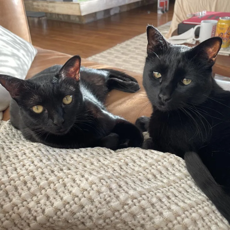 An adult large-sized male Black Domestic Short Hair cat named Smitty for adoption in Los Angeles, CA