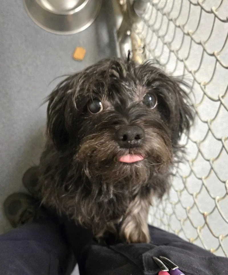 An adult small-sized female Terrier dog named Pr Maddy for adoption in Glen Allen, VA