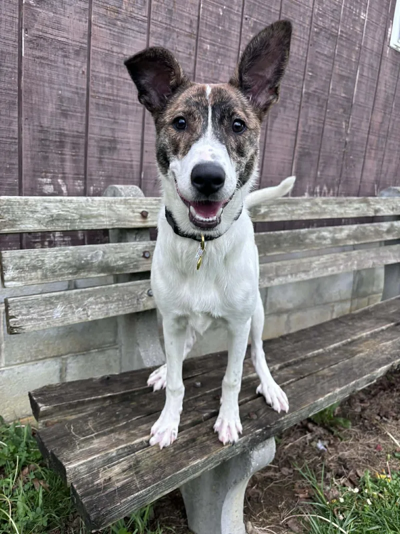 A young medium-sized female Mixed Breed dog named Ellen Griswold for adoption in Altoona, PA