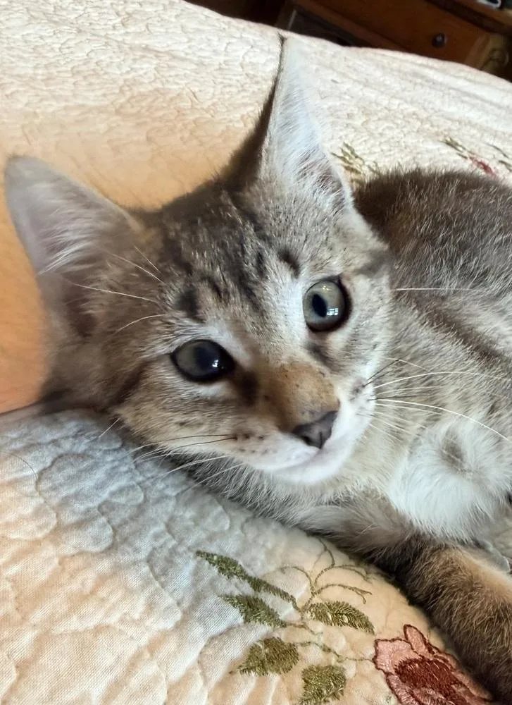 A baby small-sized male Brown / Chocolate Domestic Short Hair cat named Panzerotti for adoption in Chicago, IL