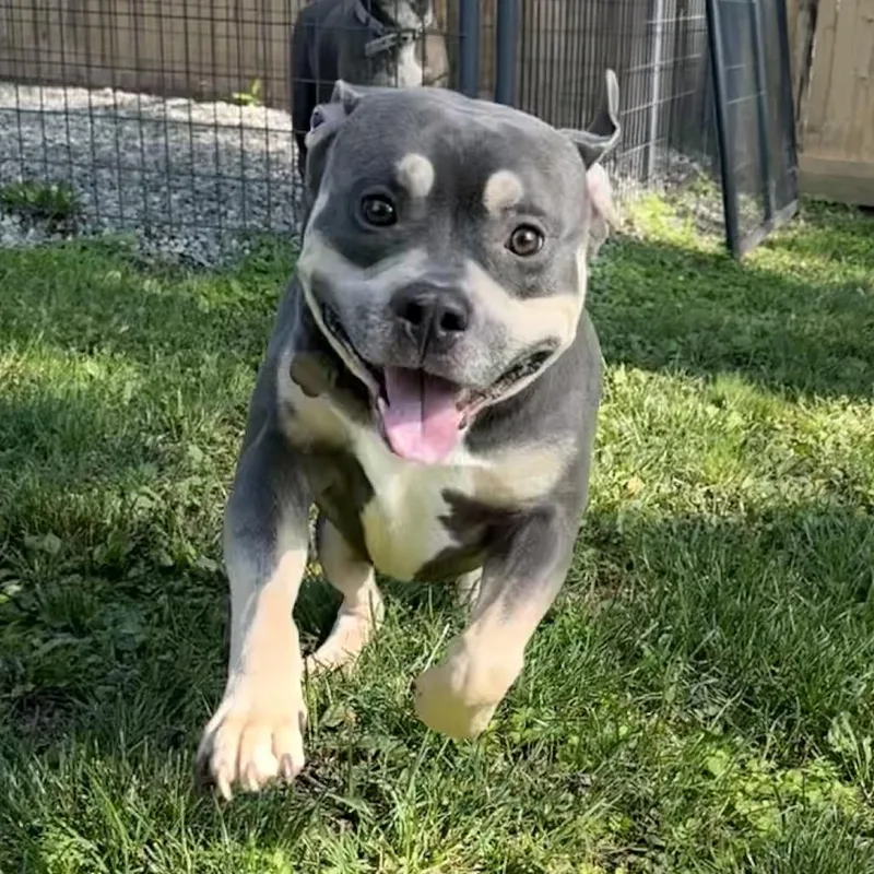 An adult large-sized male Gray / Blue / Silver Mixed Breed dog named Ziggy for adoption in Bangall, NY