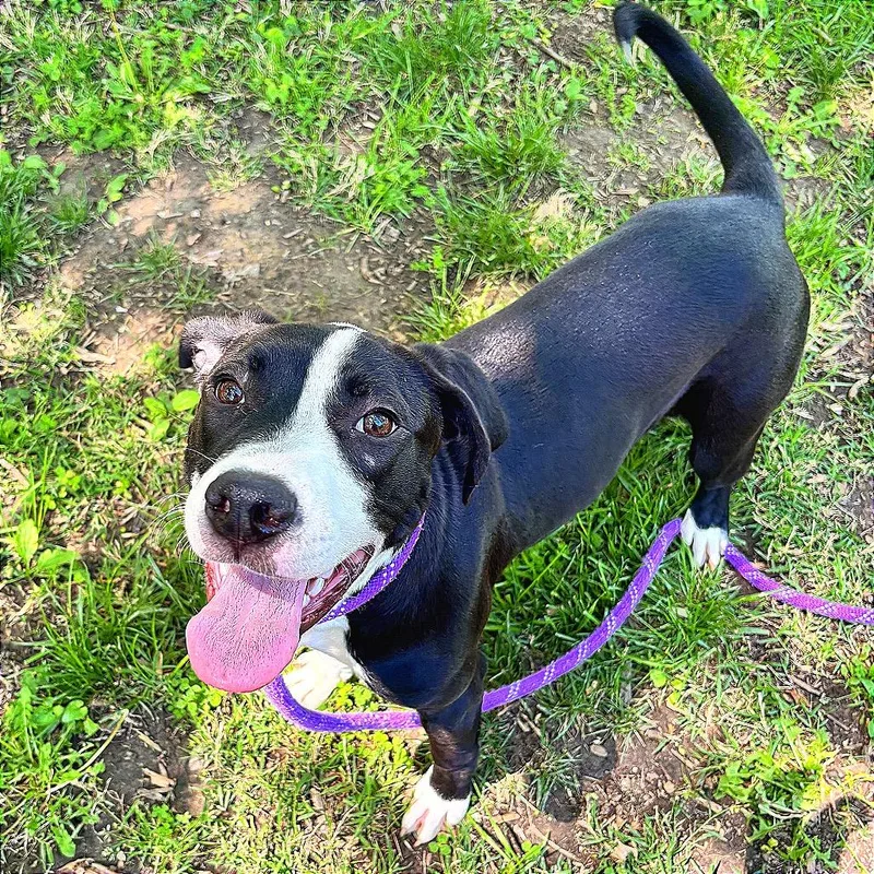 A young small-sized female Black Pit Bull Terrier dog named Peony for adoption in Belleville, IL