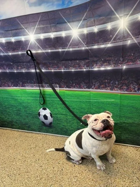 A young large-sized female American Bulldog dog named Mavis for adoption in Miami, FL