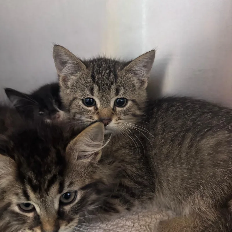 A baby small-sized male Brown / Chocolate Domestic Short Hair cat named Zooble for adoption in South Haven, MI