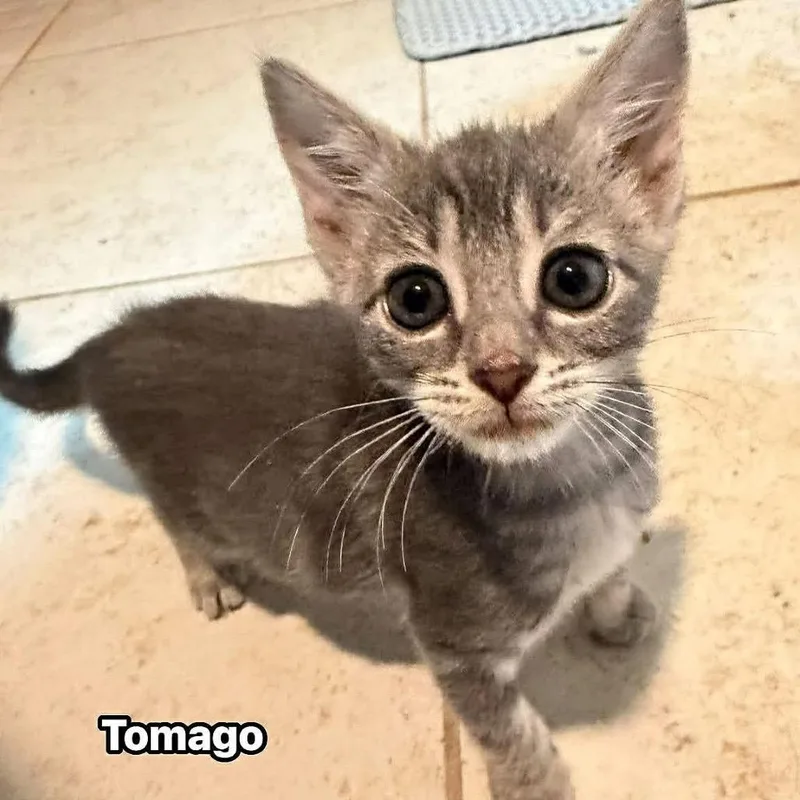 A baby small-sized female Gray / Blue / Silver Domestic Short Hair cat named Tamago for adoption in North Port, FL