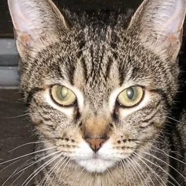 A young medium-sized female Torbie Domestic Short Hair cat named Pinky for adoption in Monroe, MI