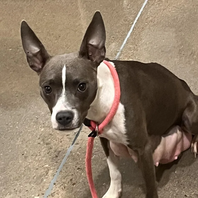 An adult medium-sized female Gray / Blue / Silver Pit Bull Terrier dog named Sterling for adoption in Washburn, MO