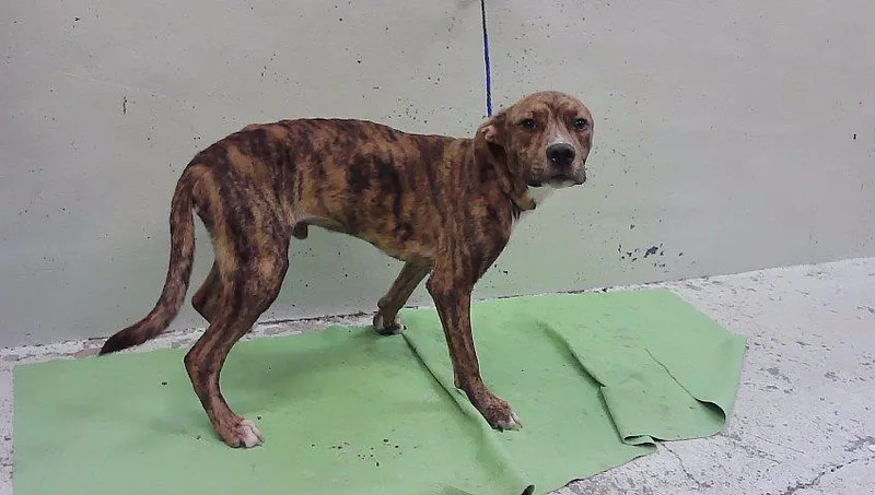 A young medium-sized male Staffordshire Bull Terrier dog named Mikey for adoption in Houston, TX