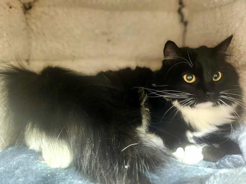 An adult medium-sized female Black & White / Tuxedo Domestic Short Hair cat named Bailey for adoption in Social Circle, GA