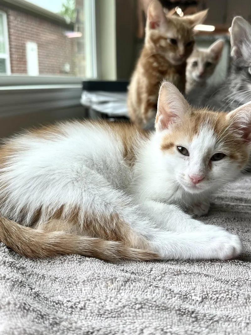 A baby medium-sized male Orange & White Domestic Short Hair cat named Caramel for adoption in Plano, TX