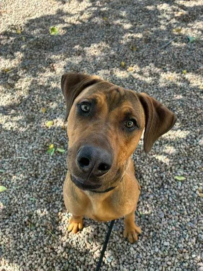 An adult medium-sized female Red / Chestnut / Orange Rhodesian Ridgeback dog named Niko for adoption in Canon City, CO