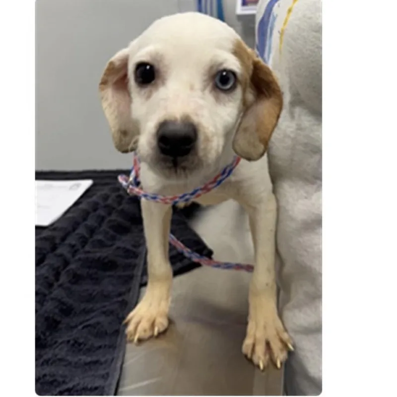 A baby small-sized male Mixed Breed dog named Kel for adoption in Pekin, IL