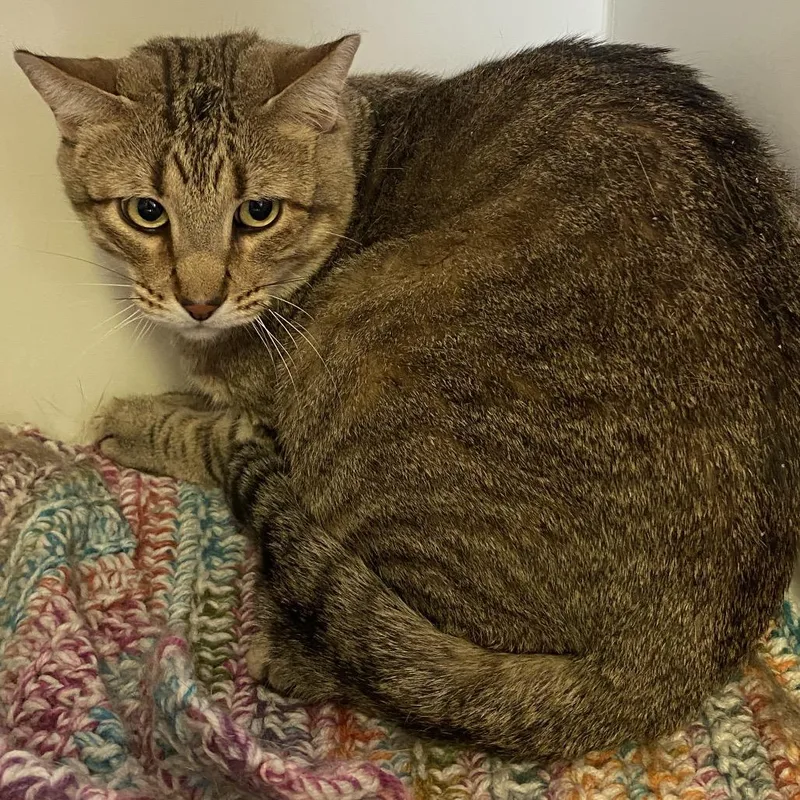 An adult large-sized female Brown / Chocolate Domestic Short Hair cat named Hondo Blondo for adoption in Norfolk, NE