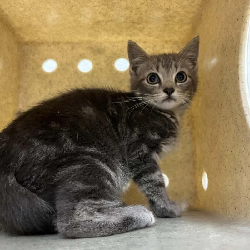 A baby medium-sized male Gray / Blue / Silver Domestic Short Hair cat named Fearo for adoption in Harrisonburg, VA