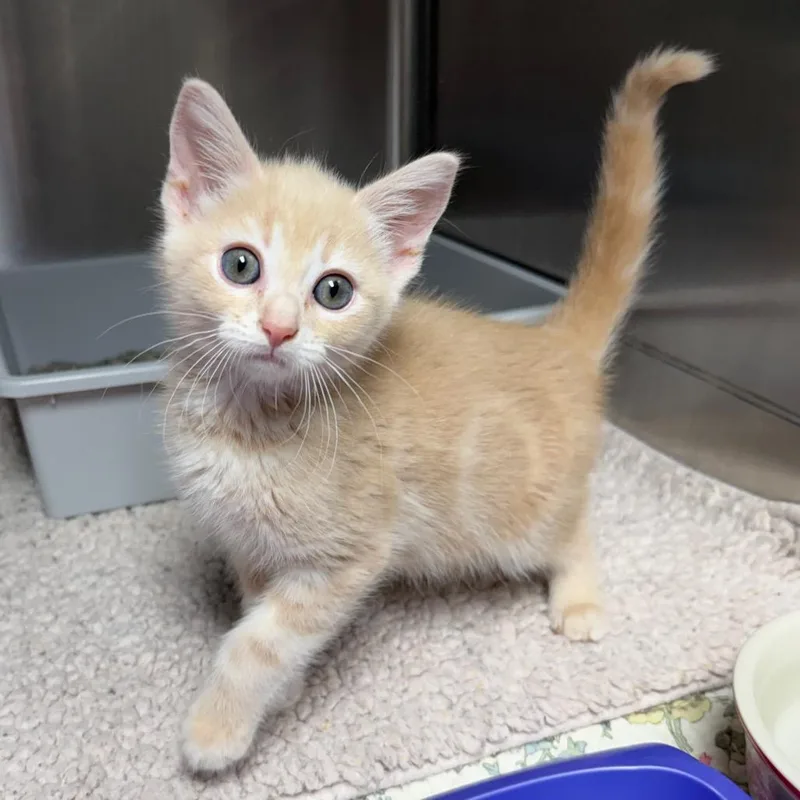 A baby small-sized male Orange / Red Domestic Short Hair cat named Davy Jones for adoption in Waynesville, NC