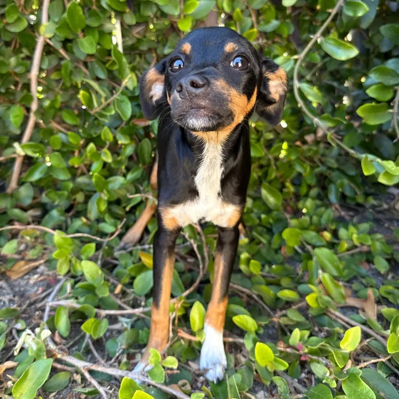 A baby small-sized female Black Chihuahua dog named Nori for adoption in Santa Barbara, CA