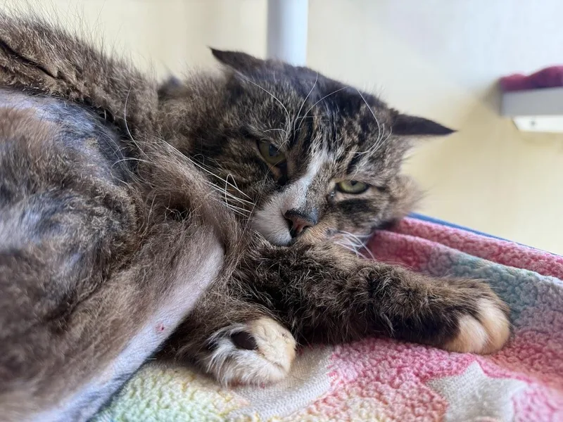 An adult medium-sized male Tabby (Brown / Chocolate) Domestic Medium Hair cat named Chico for adoption in Berkeley, CA